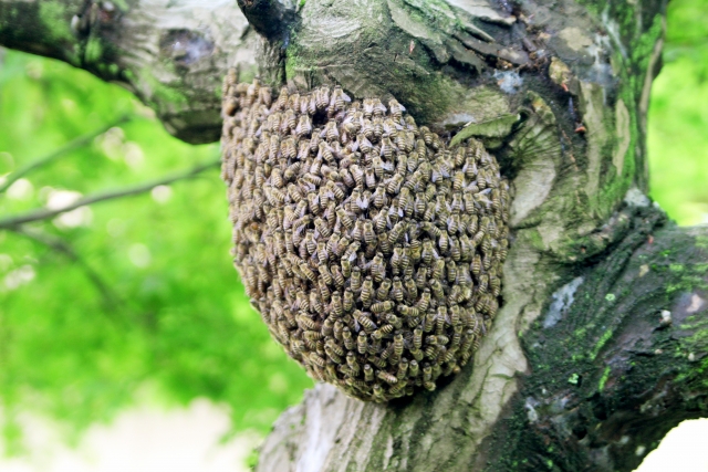 分蜂】春になるとハチの引越しがはじまります | 京都の害虫駆除 