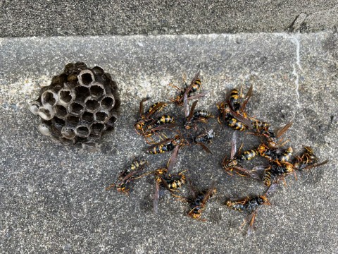 京都市南区　ハチ駆除(戸建て)