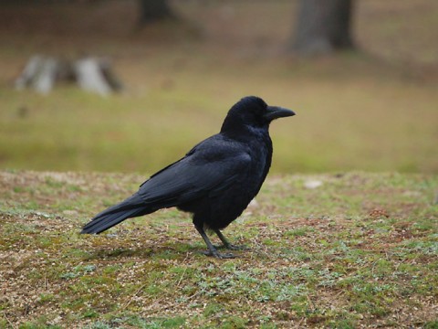 京都・滋賀・大阪(北摂)エリア　カラス、ムクドリなどの害鳥駆除　即対応します！