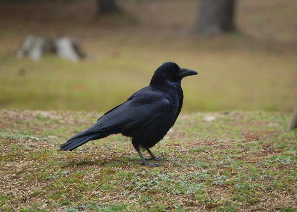 京都・滋賀・大阪(北摂)エリア　カラス、ムクドリなどの害鳥駆除　即対応します！サムネイル